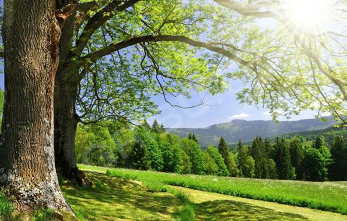 Объявление (349893) - Pascal3MM 5